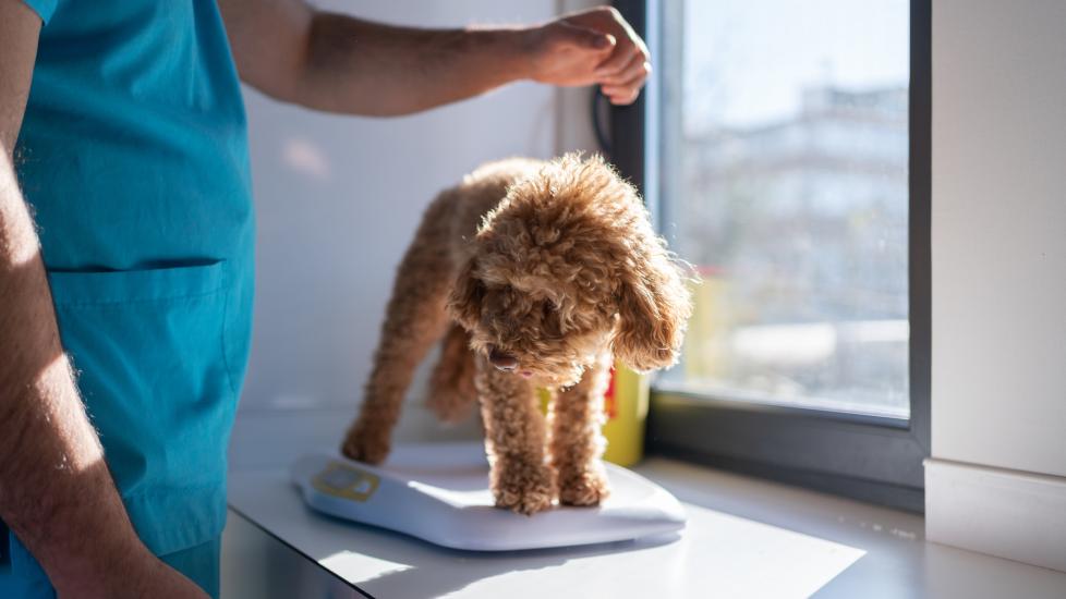 dog losing weight; a veterinarian weighs a dog